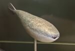古代魚「サカバンバスピス」の模型