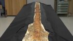 奈良の古墳から発掘された「蛇行剣」が凄そう