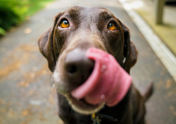 犬が舌を出している