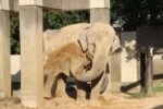 石川の動物園「ゾウの前で、ぞうさんお鼻が長いのね歌わないで」